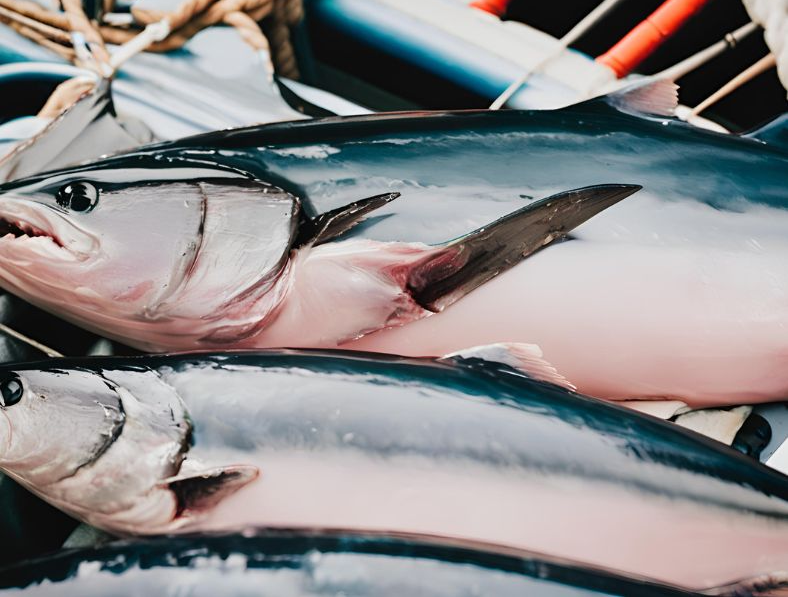 Vancouver Island Albacore Tuna Catching